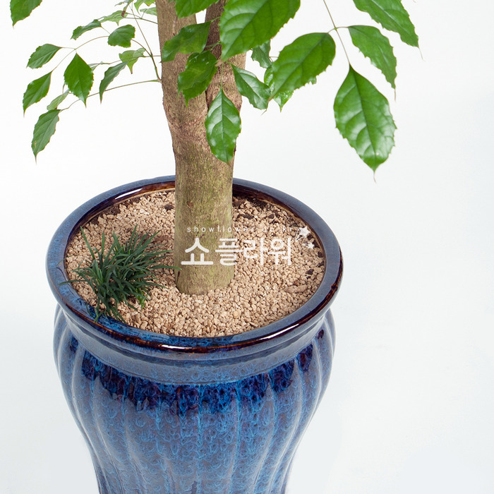 상세이미지
