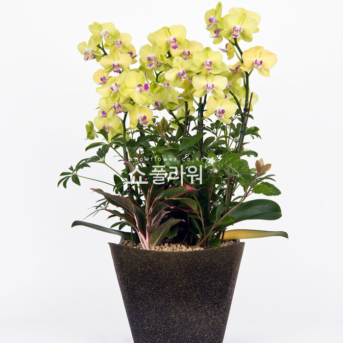 상세이미지