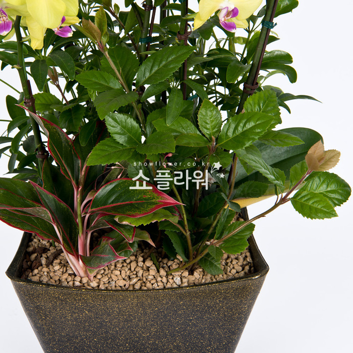 상세이미지