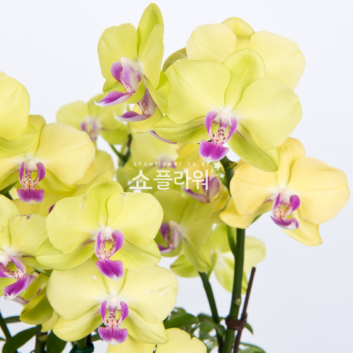 상세이미지