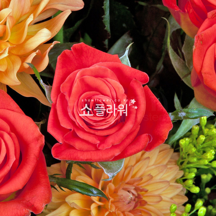 상세이미지