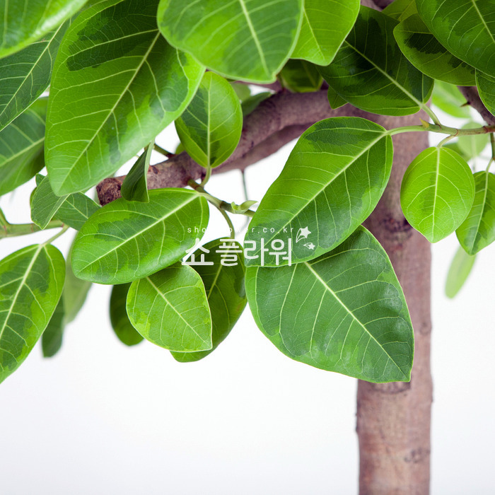 상세이미지
