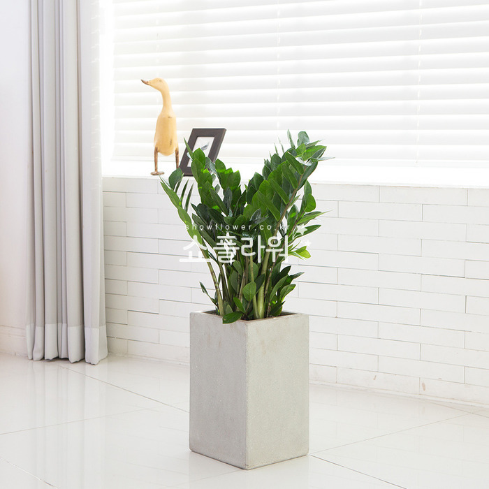 상세이미지