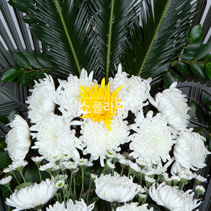 상세이미지