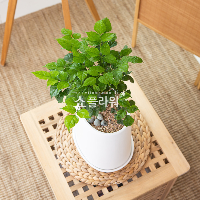 상세이미지