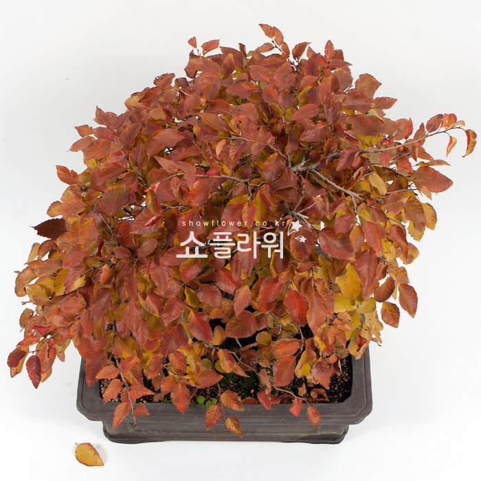 상세이미지