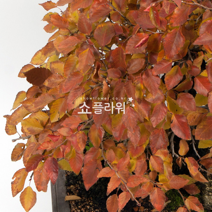 상세이미지