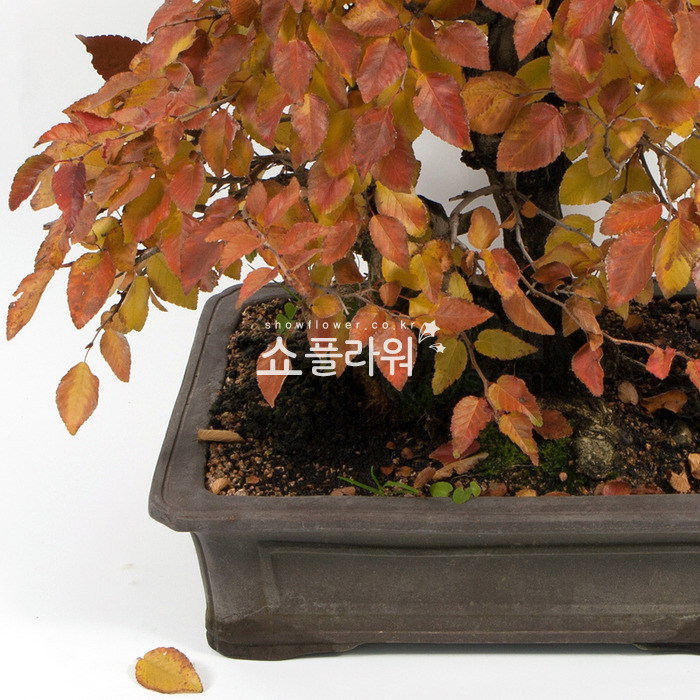 상세이미지