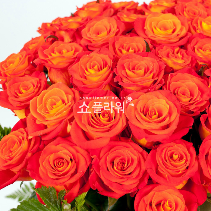 상세이미지