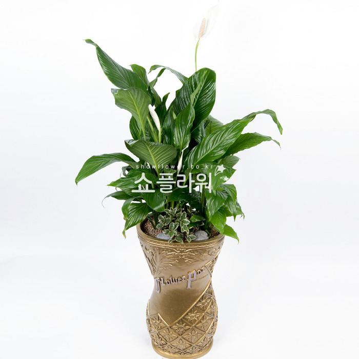 상세이미지