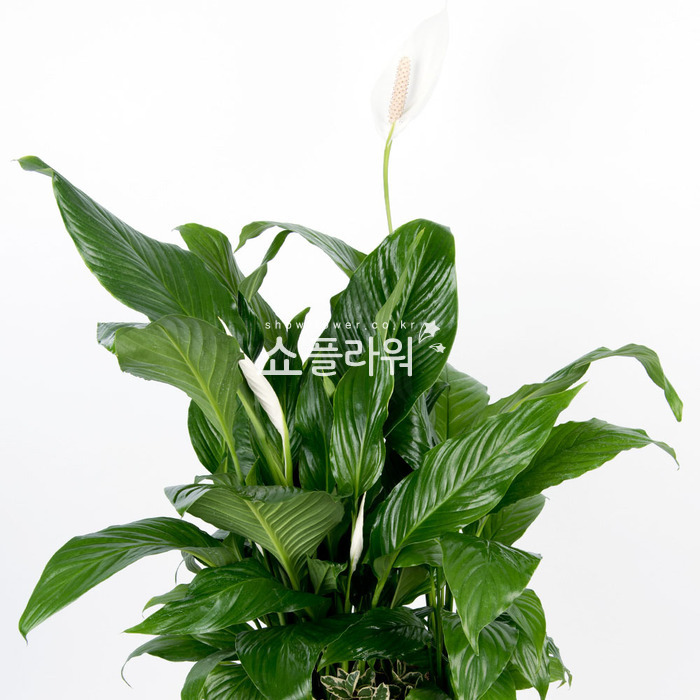 상세이미지