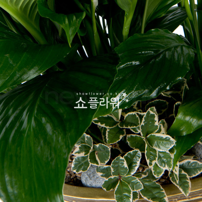 상세이미지