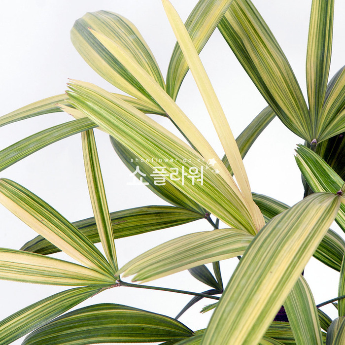 상세이미지
