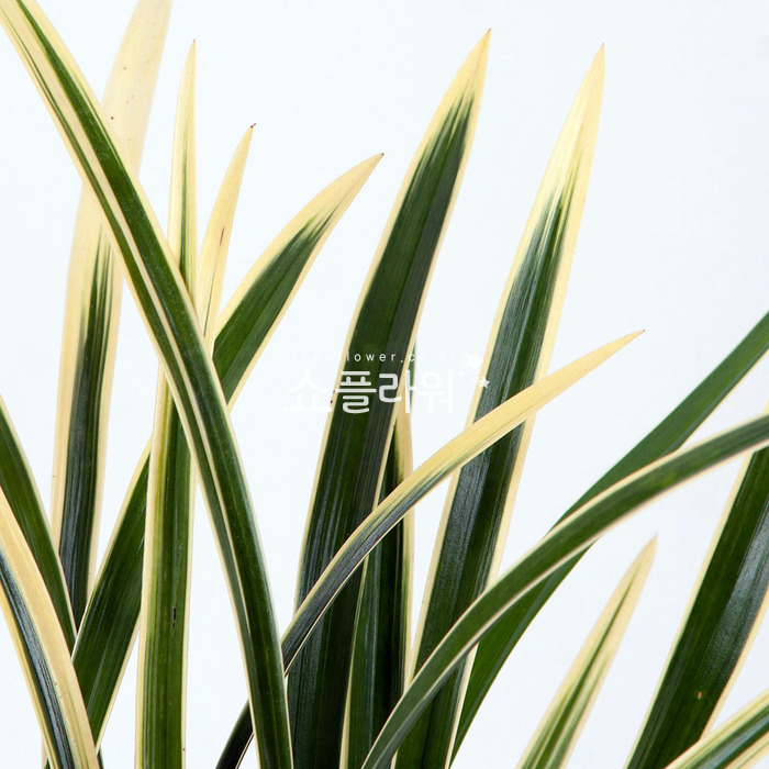 상세이미지