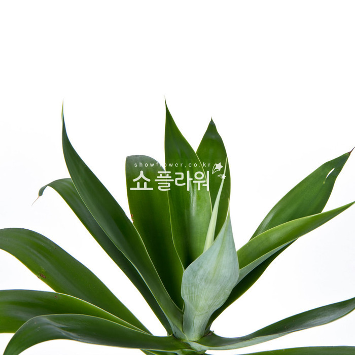 상세이미지