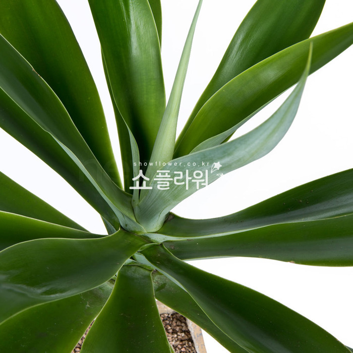 상세이미지