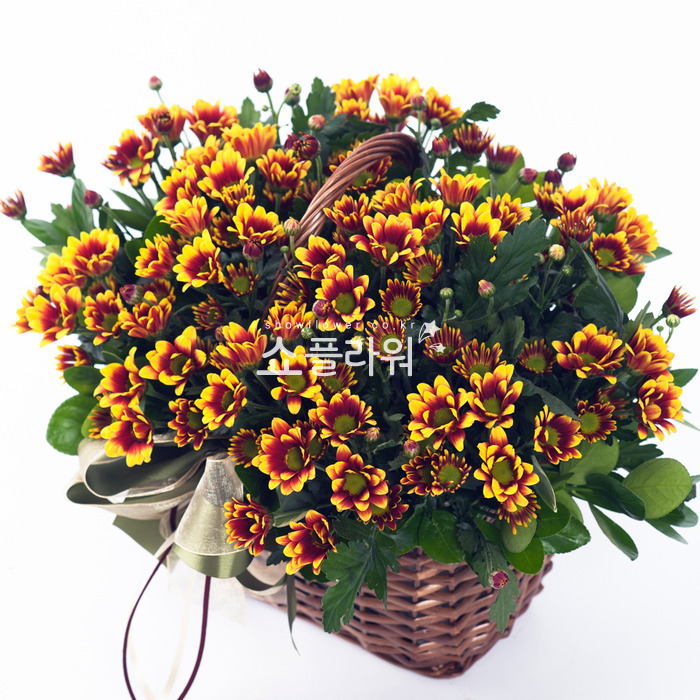 상세이미지