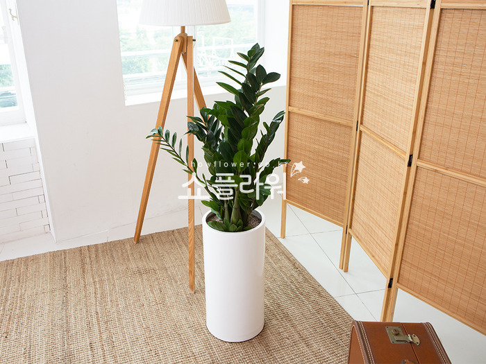 상세이미지