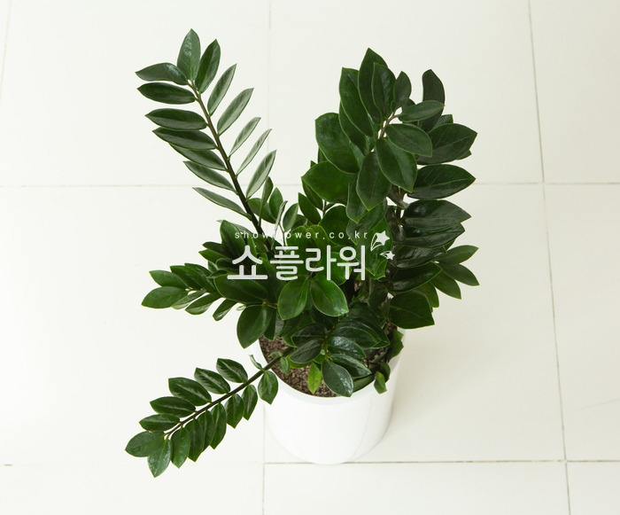 상세이미지