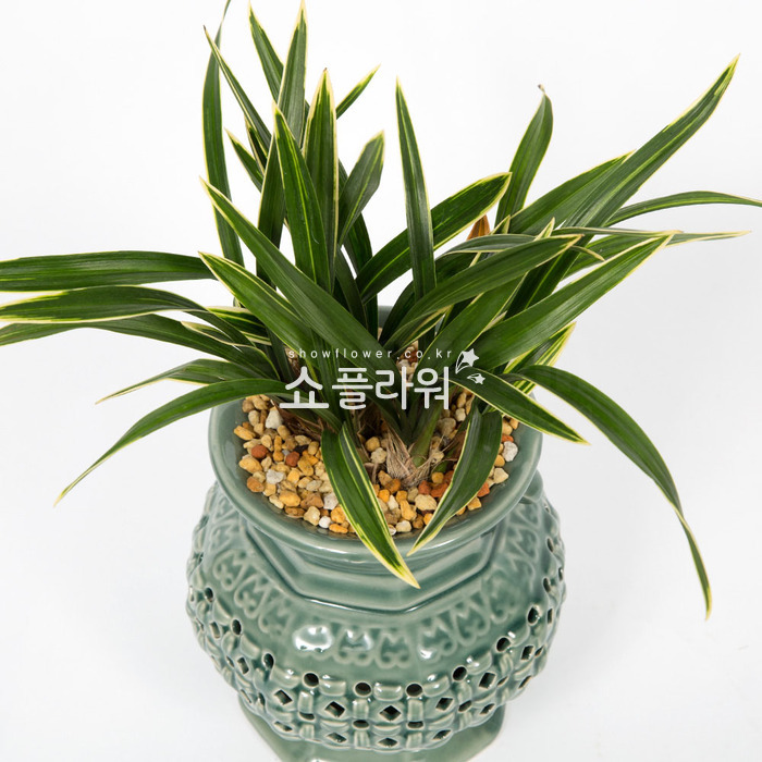 상세이미지