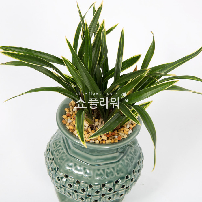 상세이미지