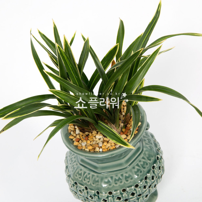 상세이미지