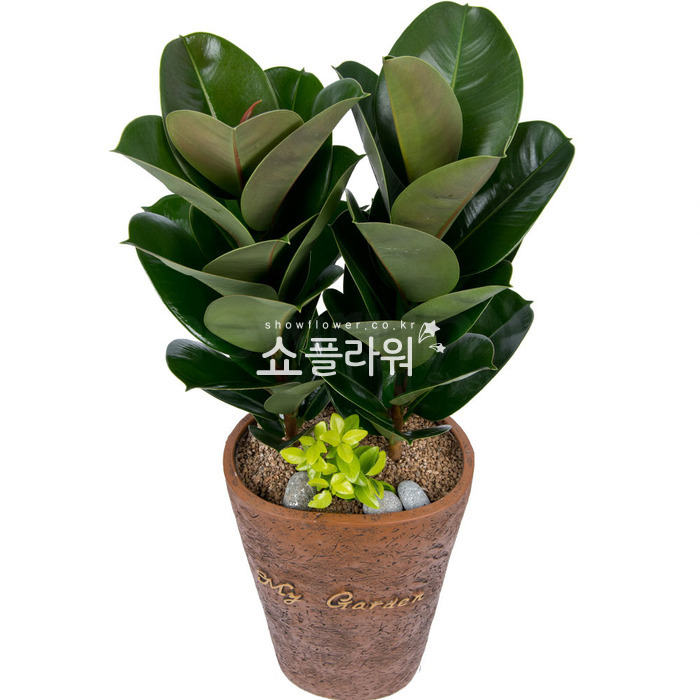 상세이미지