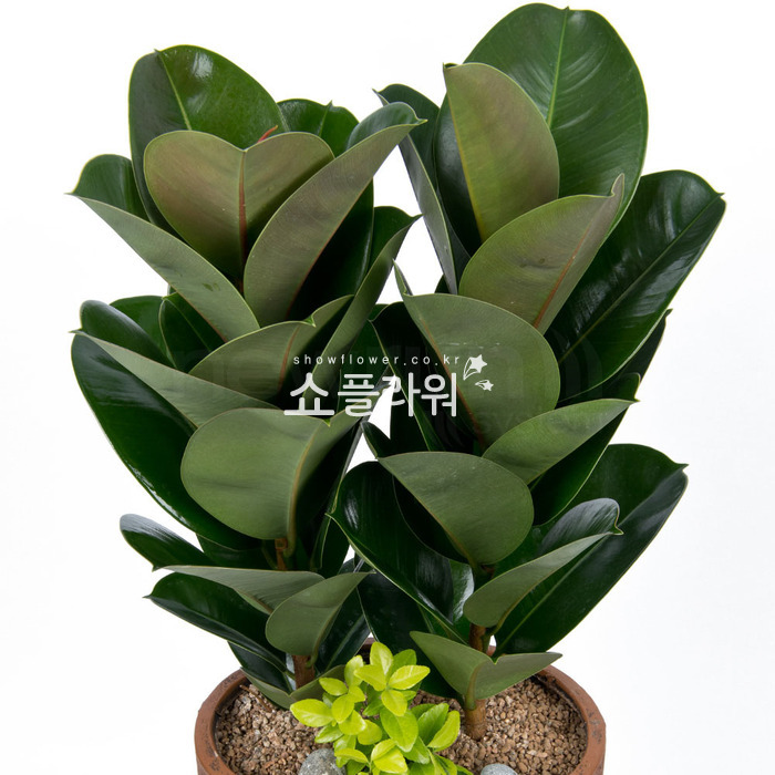 상세이미지