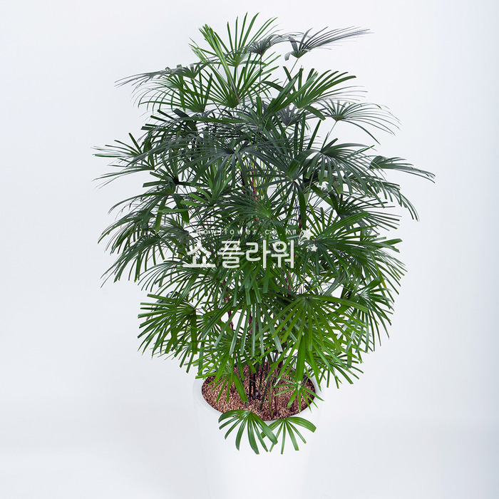 상세이미지