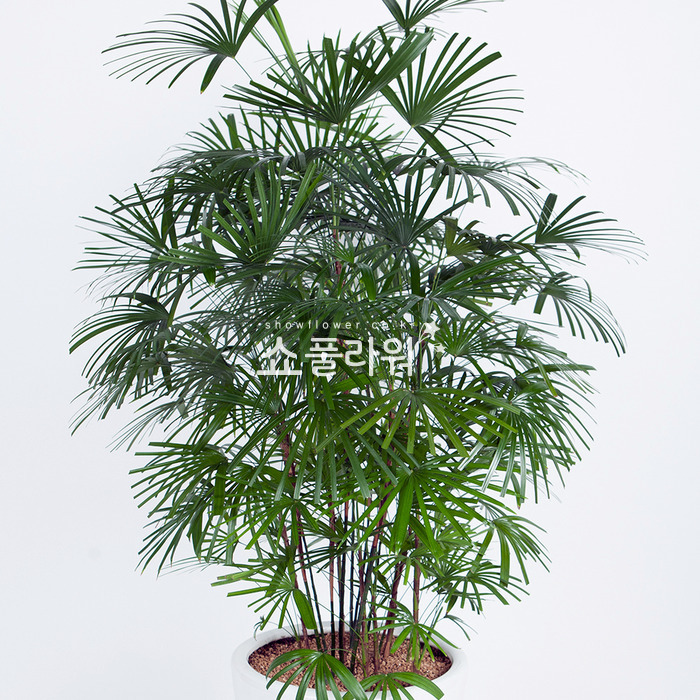 상세이미지