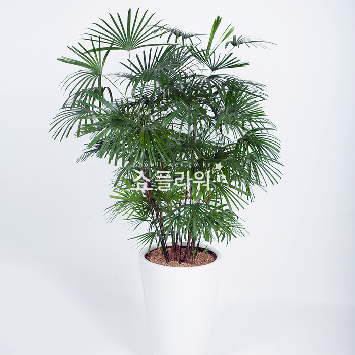 상세이미지