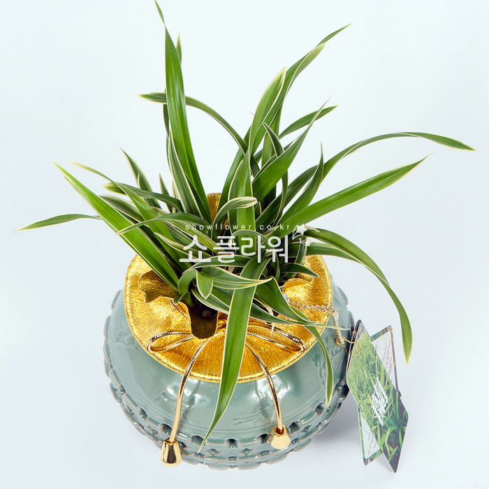 상세이미지