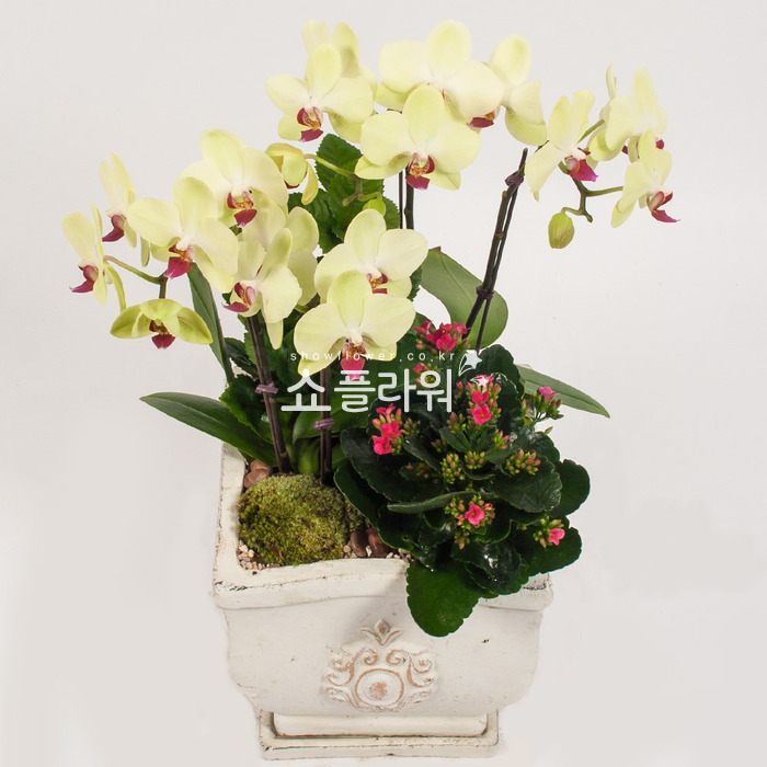 상세이미지