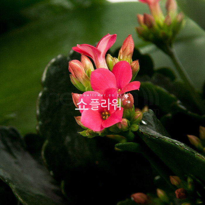 상세이미지
