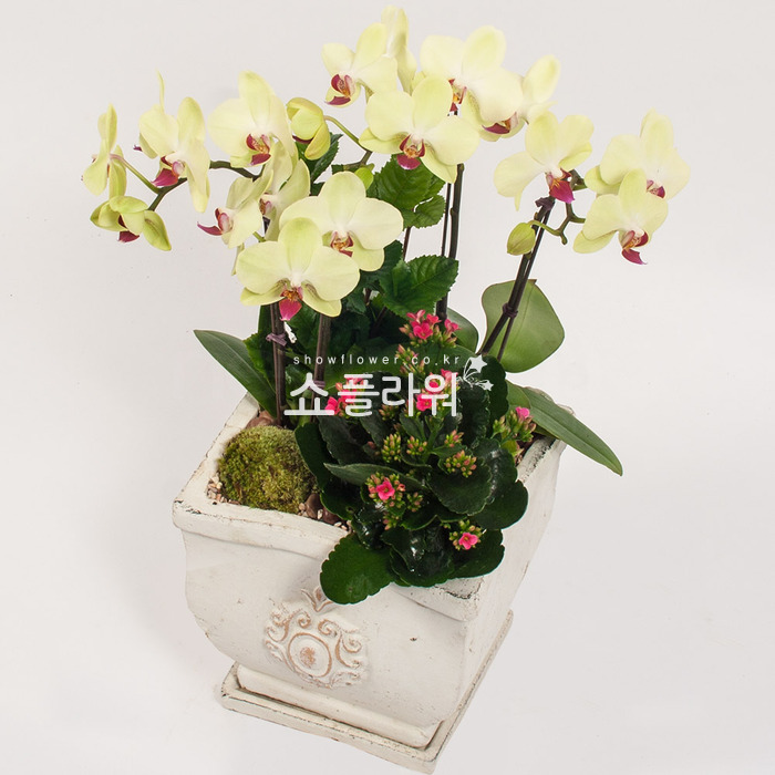 상세이미지