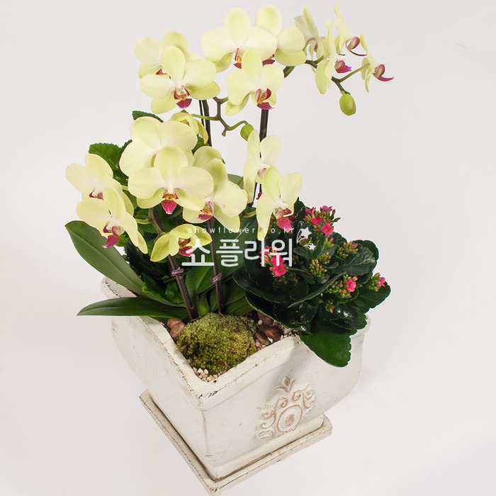 상세이미지