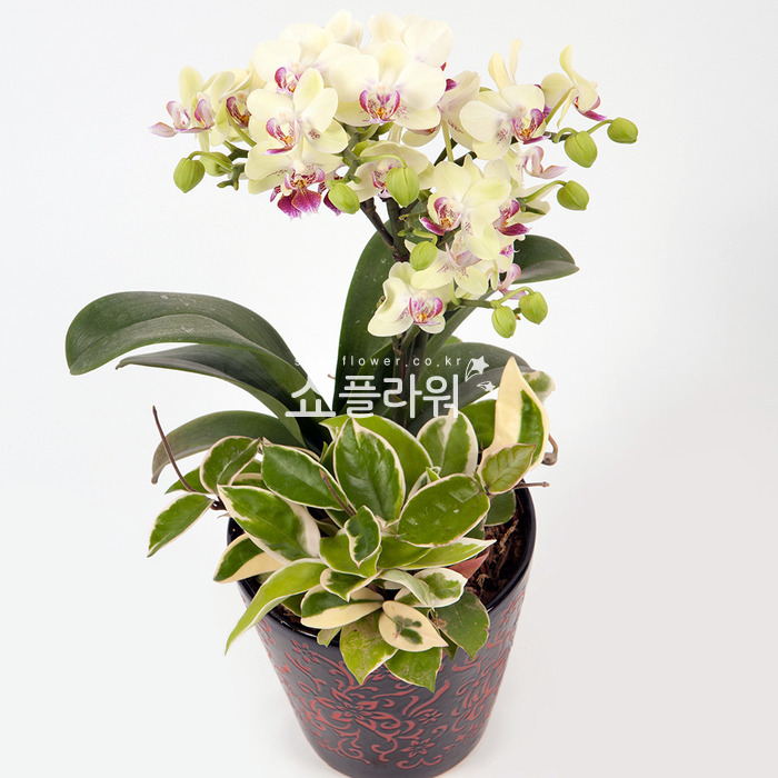상세이미지