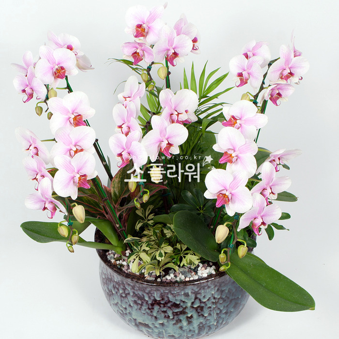 상세이미지