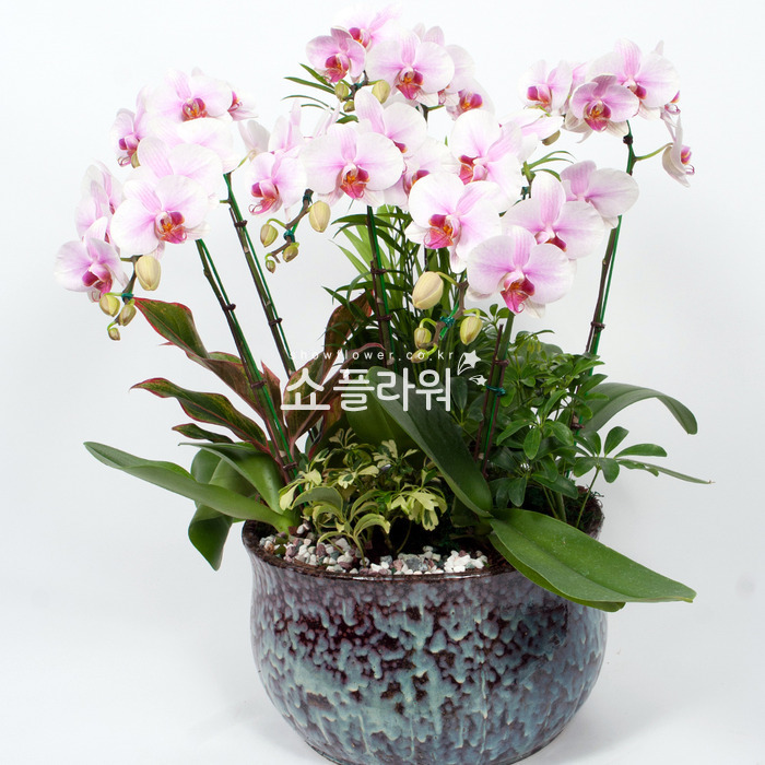 상세이미지
