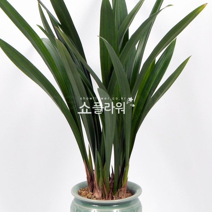 상세이미지