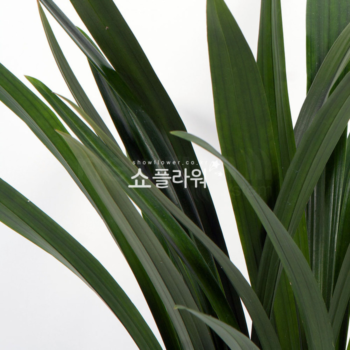 상세이미지