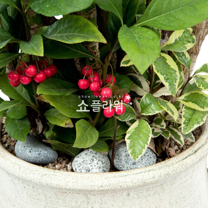 상세이미지