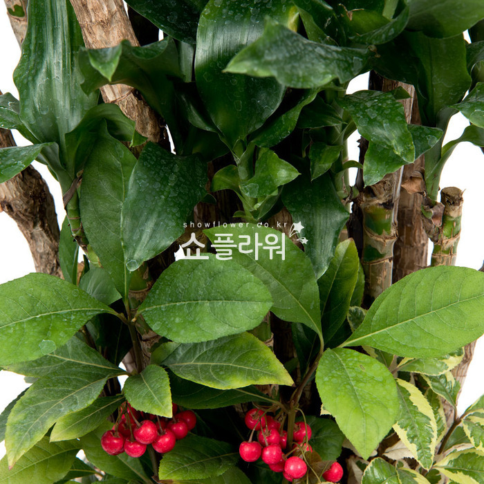 상세이미지