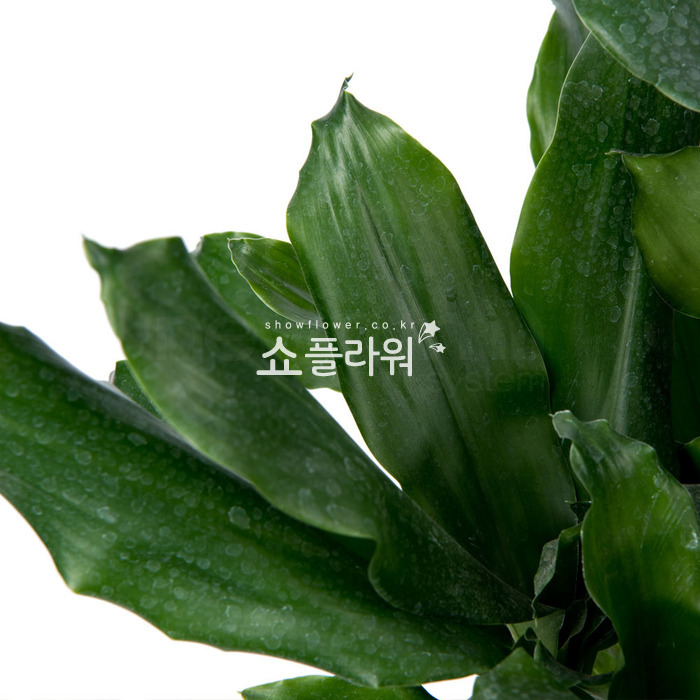 상세이미지