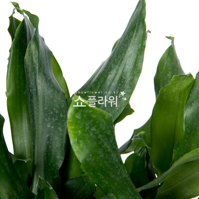 상세이미지