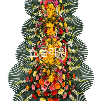 축하4단