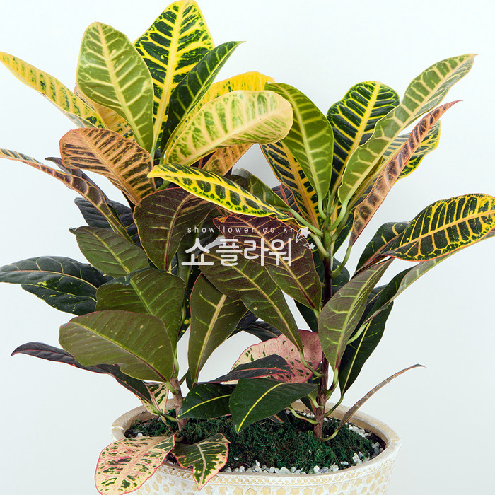 상세이미지