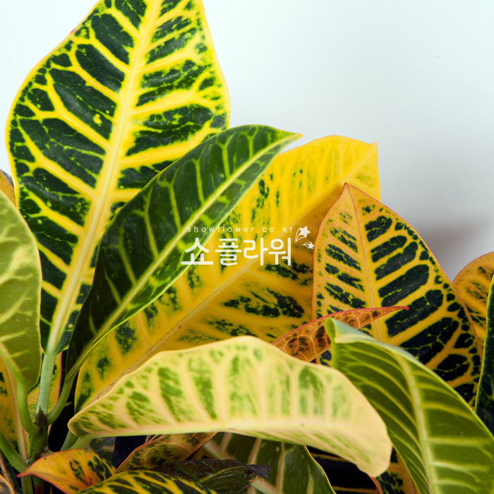 상세이미지