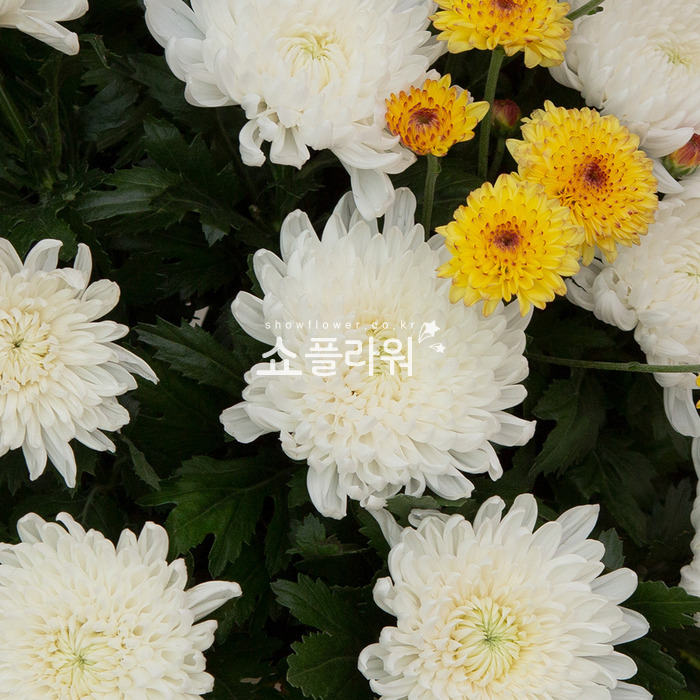 상세이미지