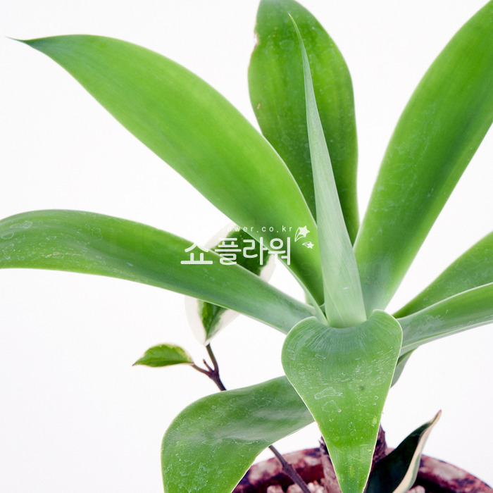 상세이미지